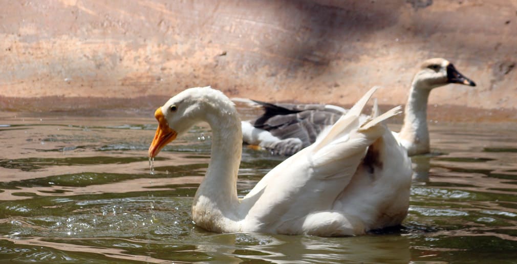 Horsley_Hills_Animal_Complex_Ducks_2